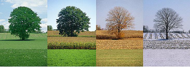 《牧场物语 来吧！风之繁华集市》上架Steam 首批截图